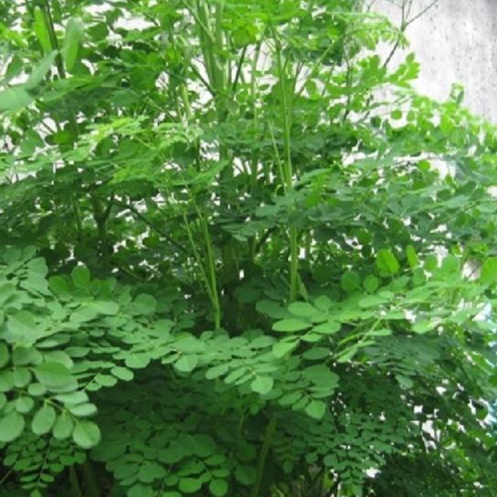 Hạt Cây Giống Chùm Ngây F1-Gói 20 hạt/tặng kèm gói phân bón lót