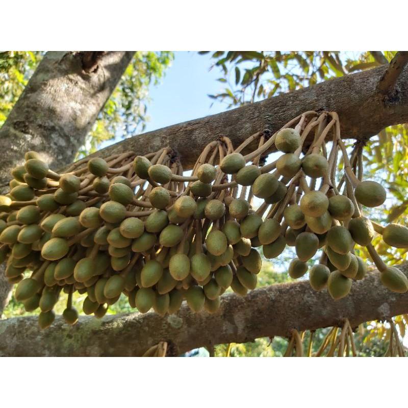 Cây giống sầu riêng thái