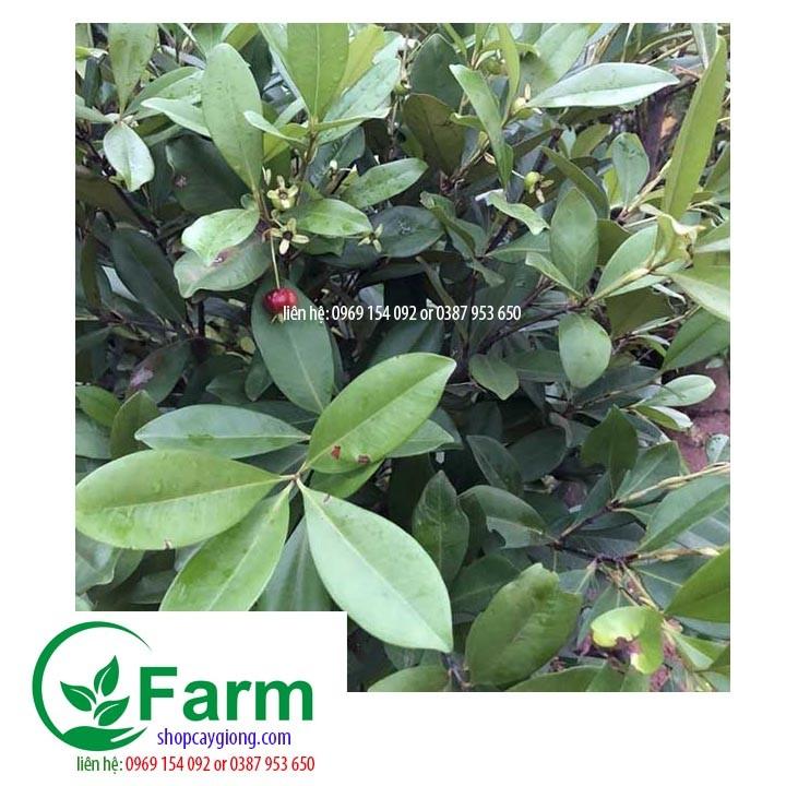 Cây cherry brazil chịu nhiệt cây đẹp chuẩn giống