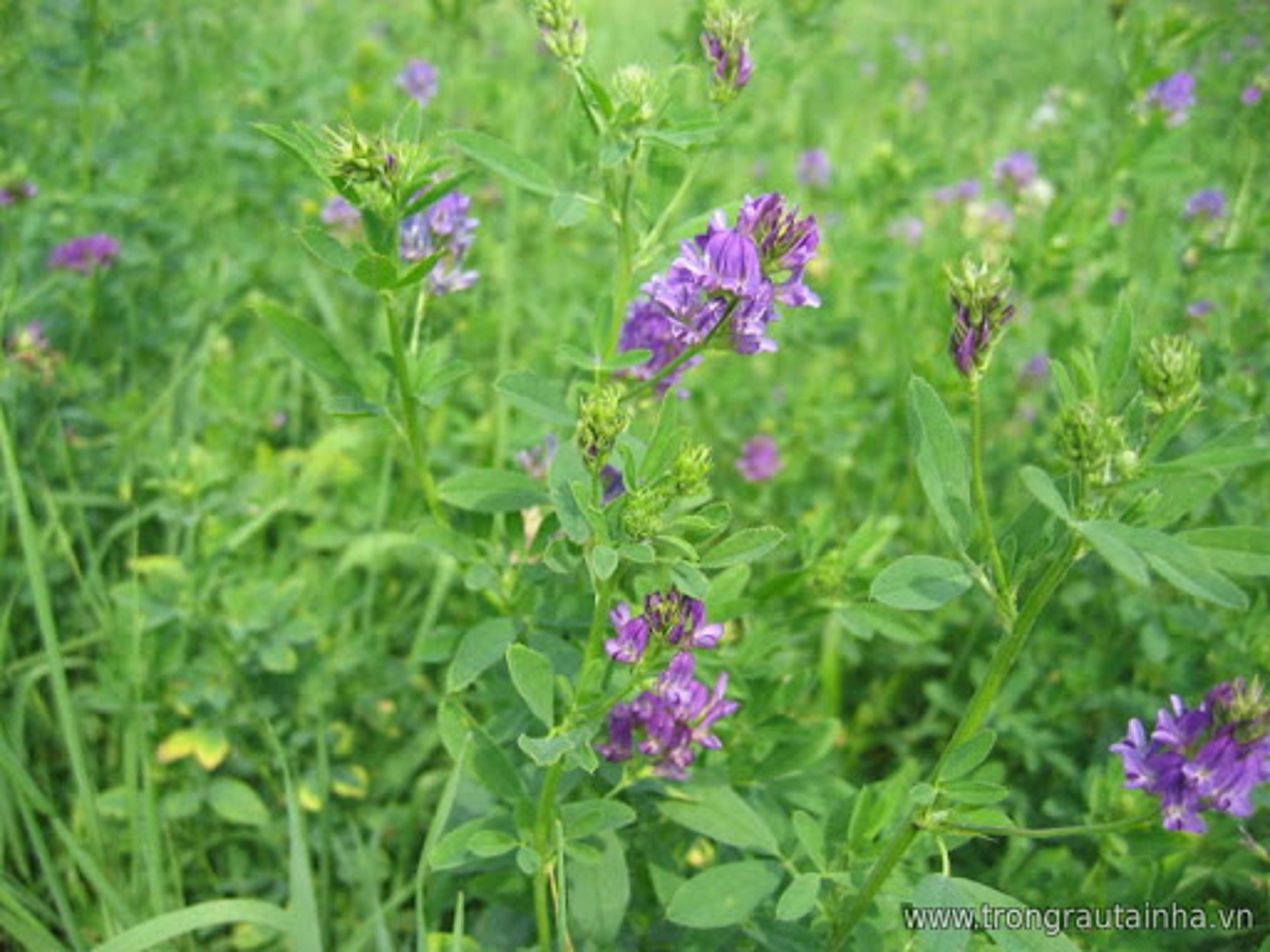 Hạt cỏ chăn nuôi ALFALFA Linh Lăng - Cỏ Họ Đậu - Hạt Giống Cỏ Chăn Nuôi Trâu-bò-dê-cừu-cá