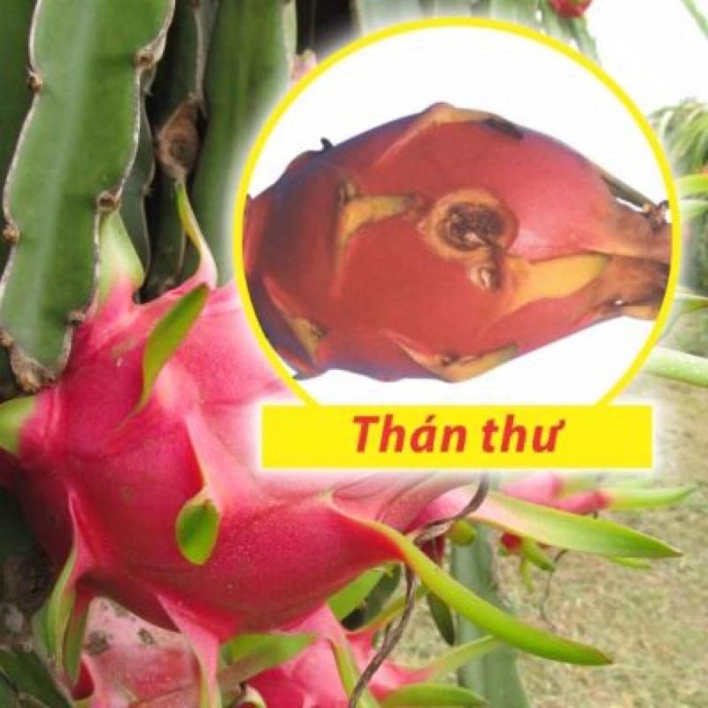 100SL 20ml thuốc trừ bệnh hữu cơ đặc trị vi khuẩn