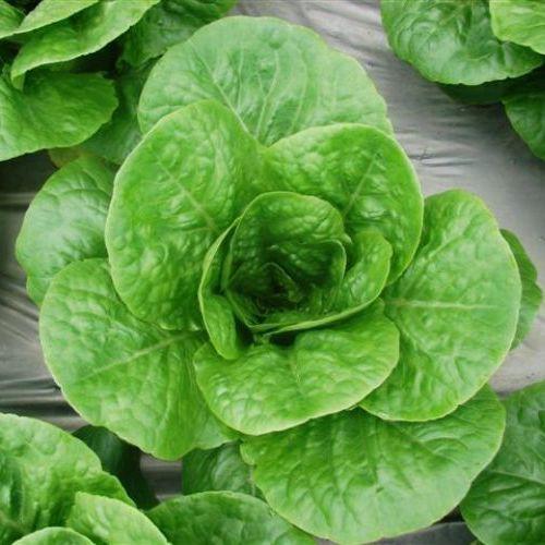Hạt giống xà lách Romain xanh - 0.2gr/gói