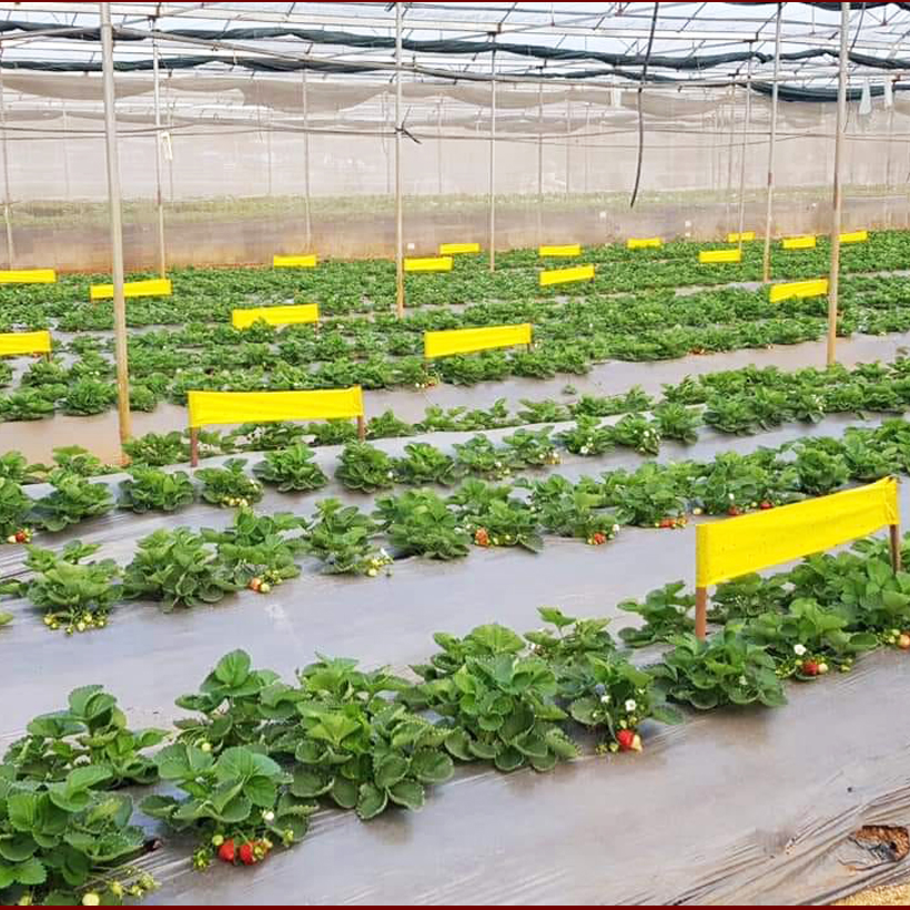 Bẫy Ruồi Nông Nghiệp gây hại Rau Hoa Củ Quả đạt hiệu quả 90% bằng Cuộn Keo Dính Vàng 2 mặt keo , thời gian hiệu lực trên 8 tháng chịu mưa nắng