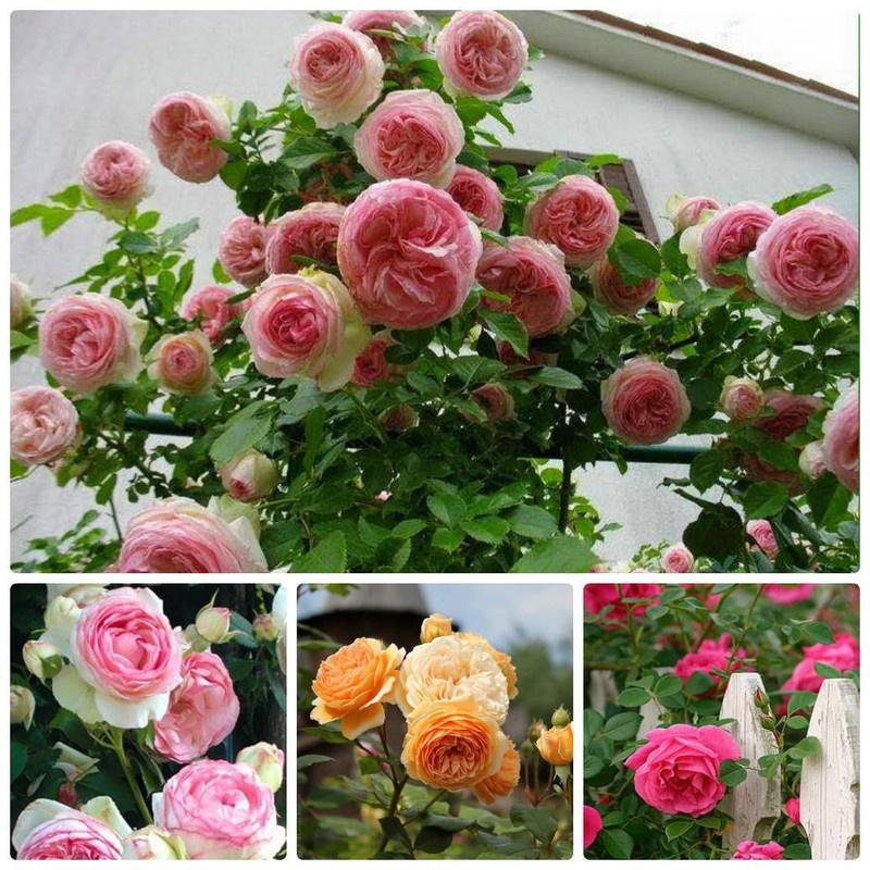 Combo 5 gói hạt giống hoa các loại dễ trồng – tặng 1 phân bón