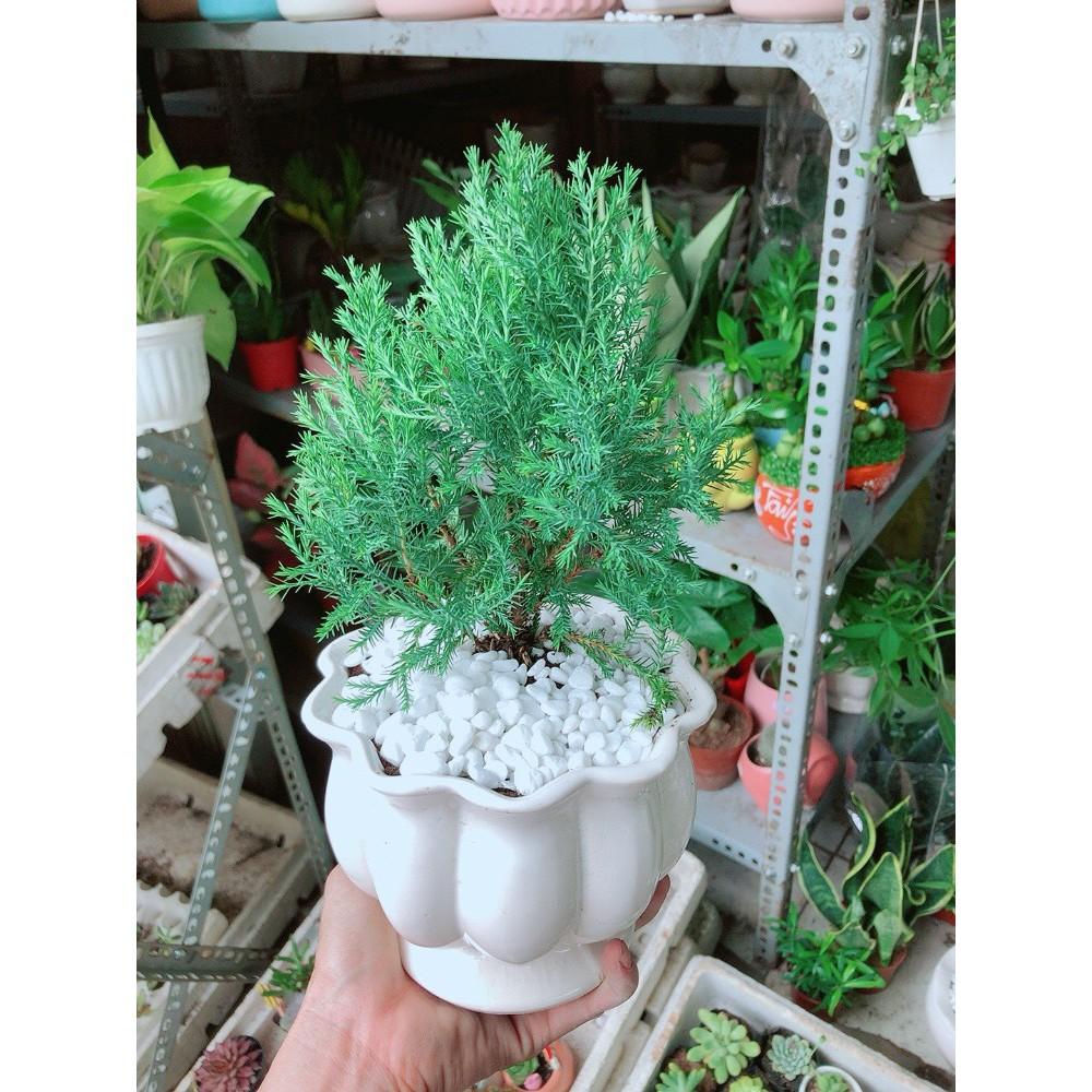 Cây Tùng Bồng Lai Chậu Sứ