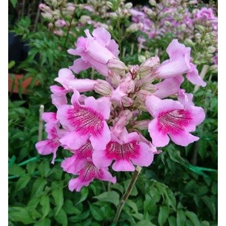 HOA LEO HỒNG THIÊN HƯƠNG- cây giống