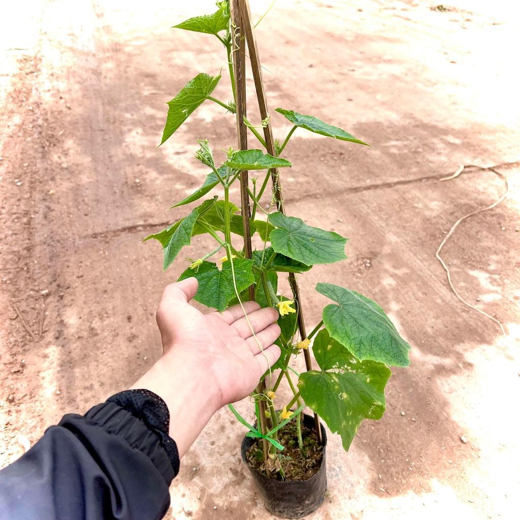 Cây dưa chuột chùm siêu quả đang hoa và quả ( Ảnh thật).