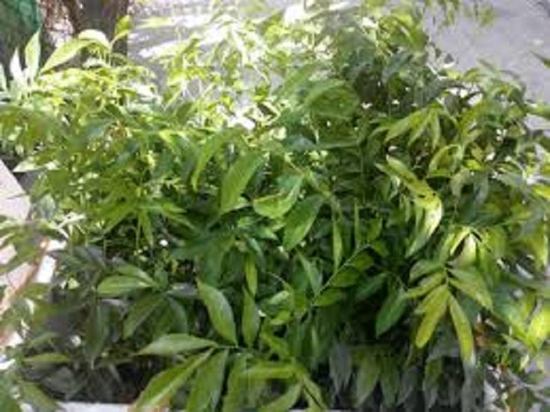 Cây Móc Mật giống, cây bầu lớn to khỏe, cây đẹp