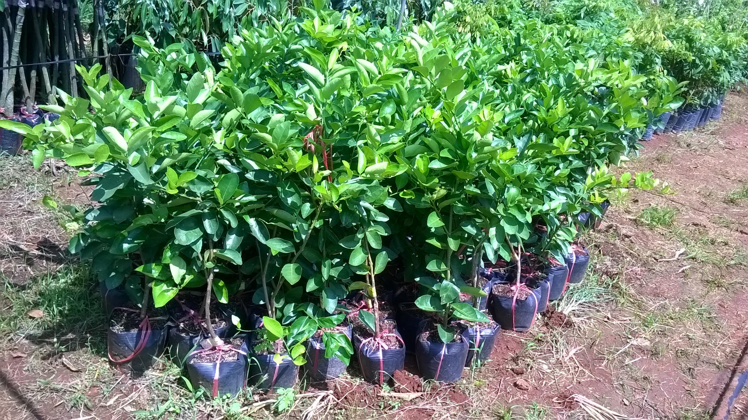 CÂY GIỐNG CHANH KHÔNG HẠT SIÊU SỚM