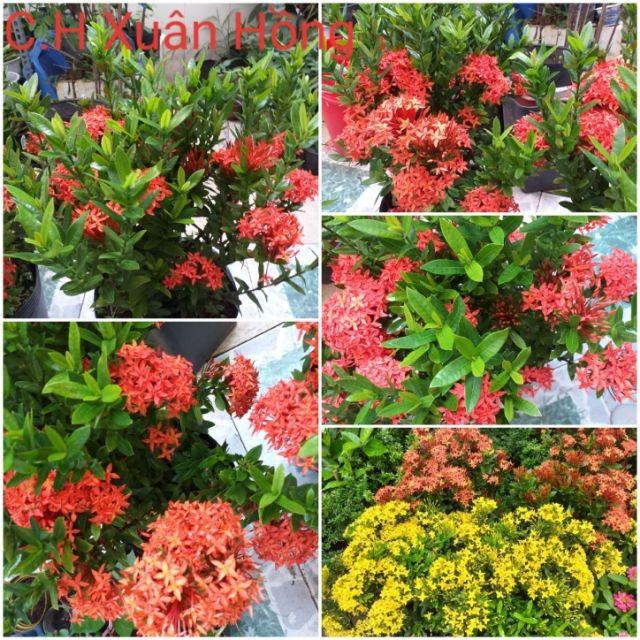 Hoa mẫu đơn bỉ- màu đỏ, dòng lá nhỏ dày, hoa đẹp và bền