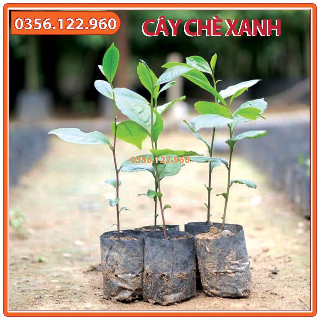 Combo 10 Cây chè xanh giống, trà xanh thái nguyên