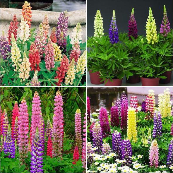 Hạt Giống Hoa Đậu Lupin Mix Màu 50hạt/gói