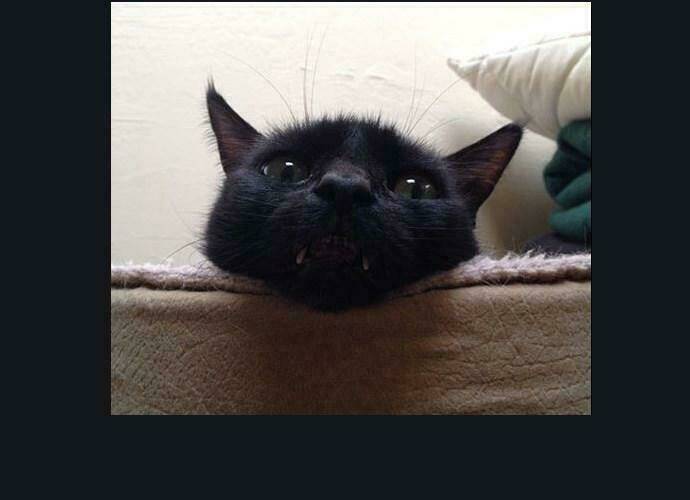 cuộc chiến trong tòa tháp chapter 186 43