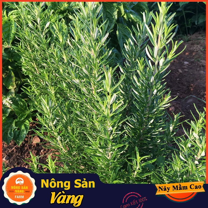 Hạt giống Cây Hương Thảo - Nông Sản Vàng