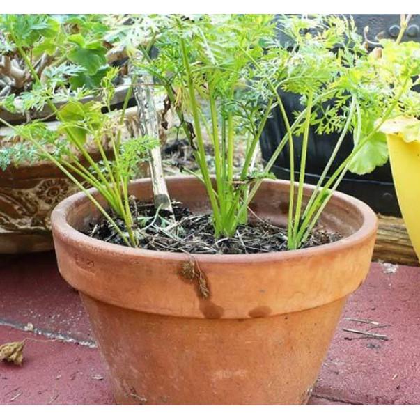 0,5gr hạt cà rốt củ to F1