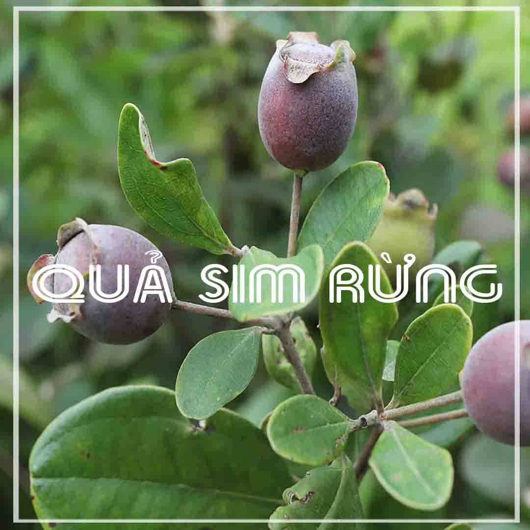 Quả Sim Rừng khô 1kg