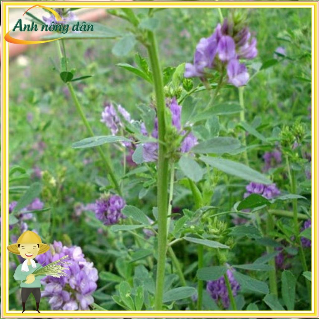 Gói 200g Hạt giống cỏ linh lăng Alfalfa - cỏ ba lá họ đậu giàu dinh dưỡng cho chăn thỏ, dê, cừu