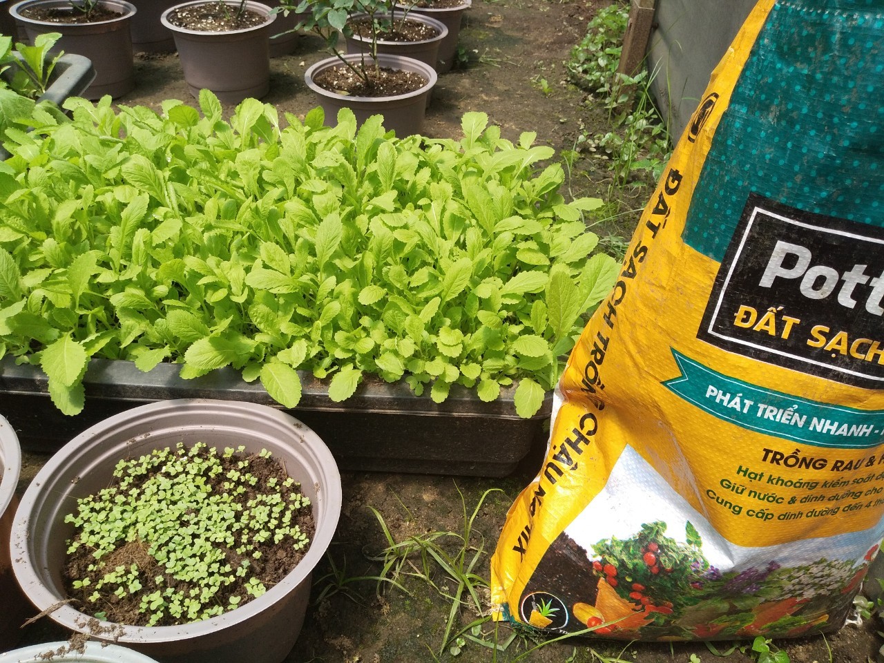 Đất Sạch Dinh Dưỡng Chuyên Dùng Trồng Rau & Hoa Potting Mix 20dm3