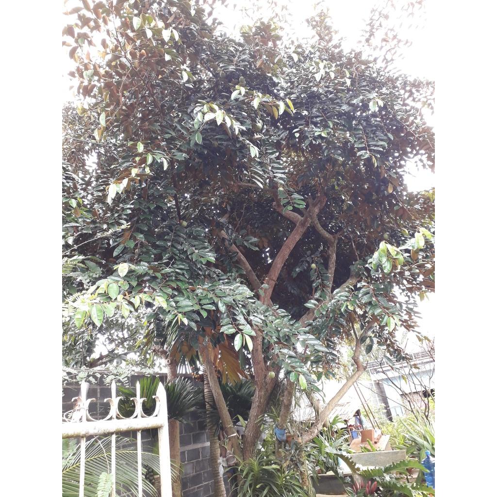 Cây giống Vú Sữa lò rèn