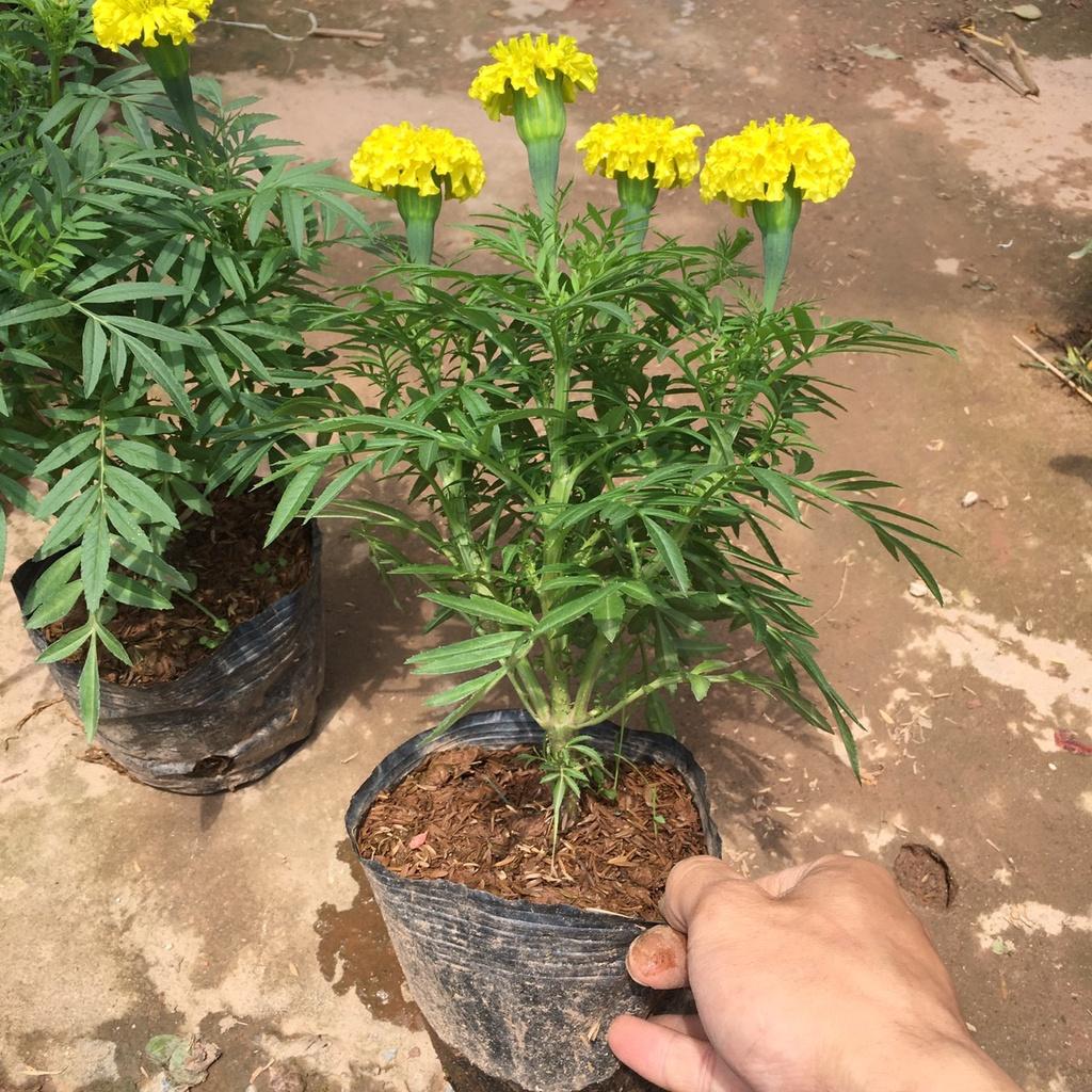 Cây Hoa Cúc Vạn Thọ Vàng,Thơm Dịu Nhẹ,Hoa Bền