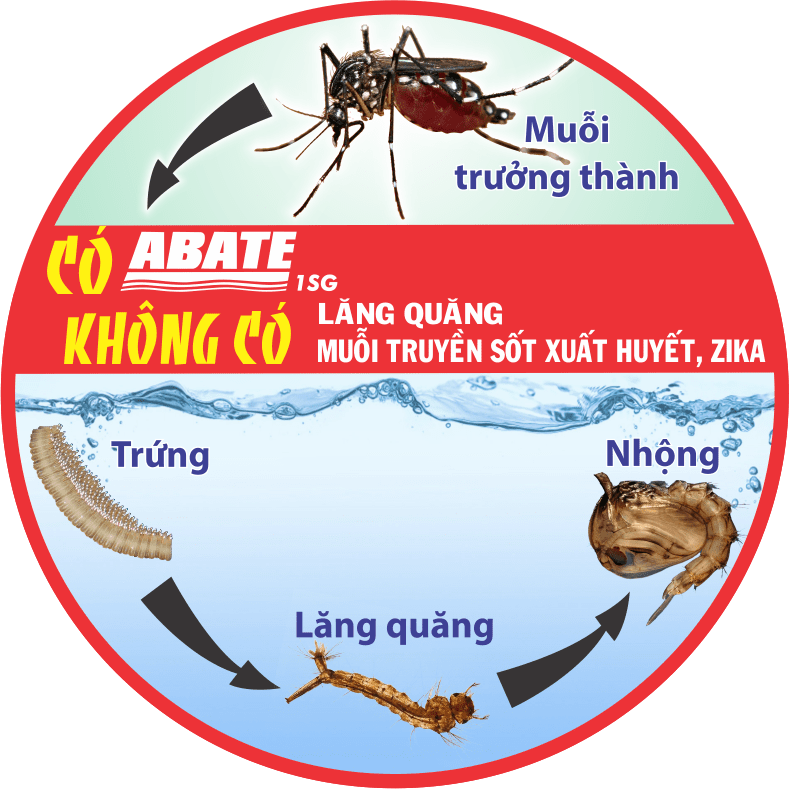 Thuốc Abate 1SG diệt lăng quăng (bọ gậy) tại cống rãnh, nguồn nước thải, lọ hoa, bể cảnh,…