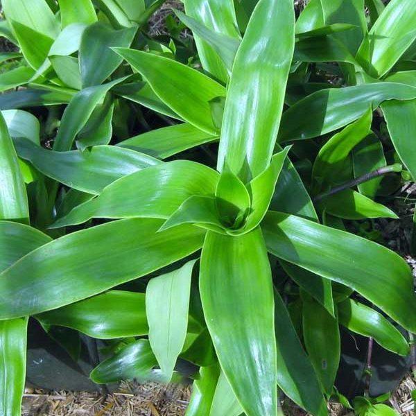 1kg cây lược vàng tươi sạch- hàng sạch nhà trồng