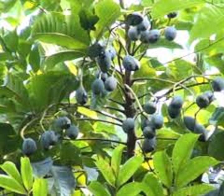 Cây trám đen, cây trám đen ghép, cây cao gần 1m năng suất cao