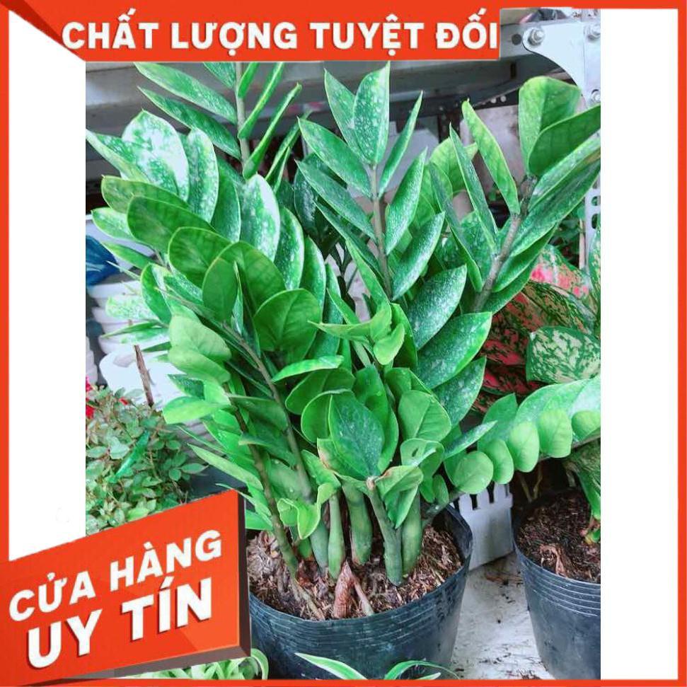 Kim tiền size đại Nhiều Người Mua