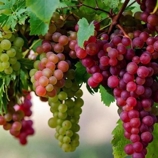 Cây giống nho Ninh Thuận chuẩn giống vị ngọt rôn rốt cây ghép mắt
