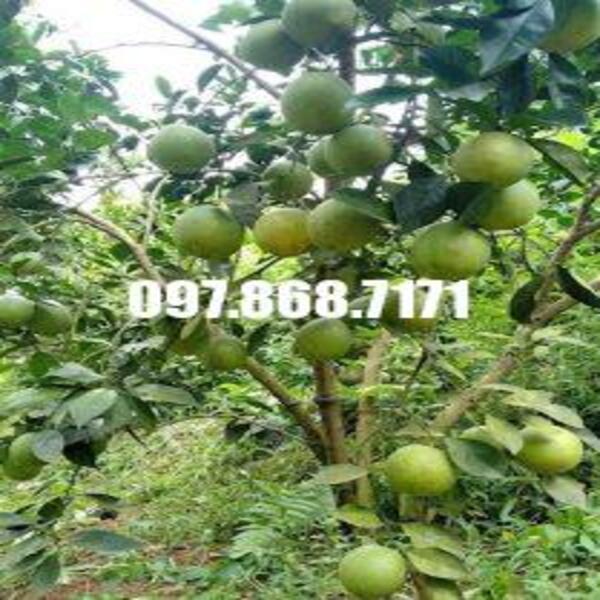 Cây cam vàng mỹ