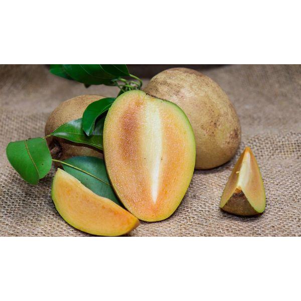 CÂY GIỐNG SAM PÔ CHÊ TRỒNG CHẬU ĐANG RA BÔNG CÓ QUẢ CAO 2M.