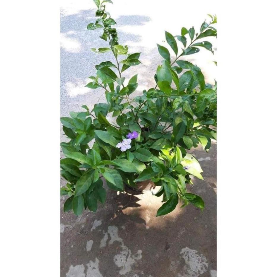 Sản phẩm CÂY GIỐNG HOA NHÀI NHẬT