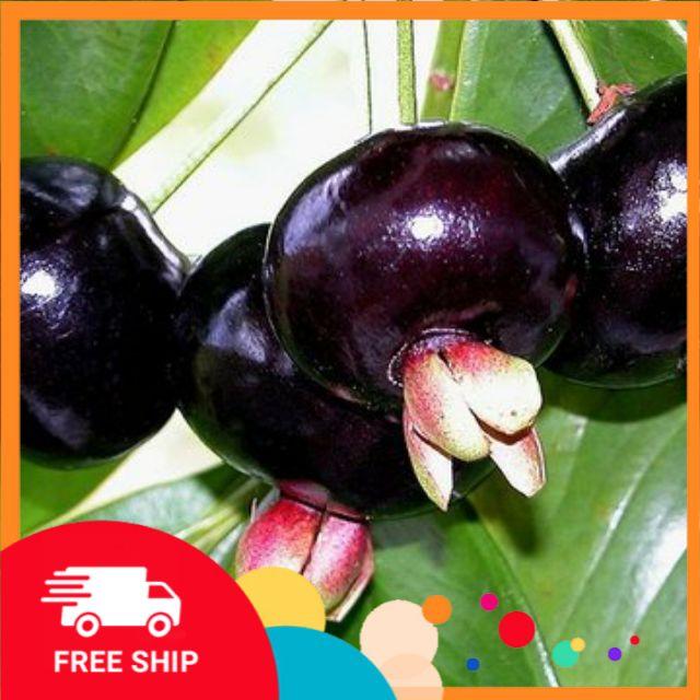 Cây Cherry Brazil