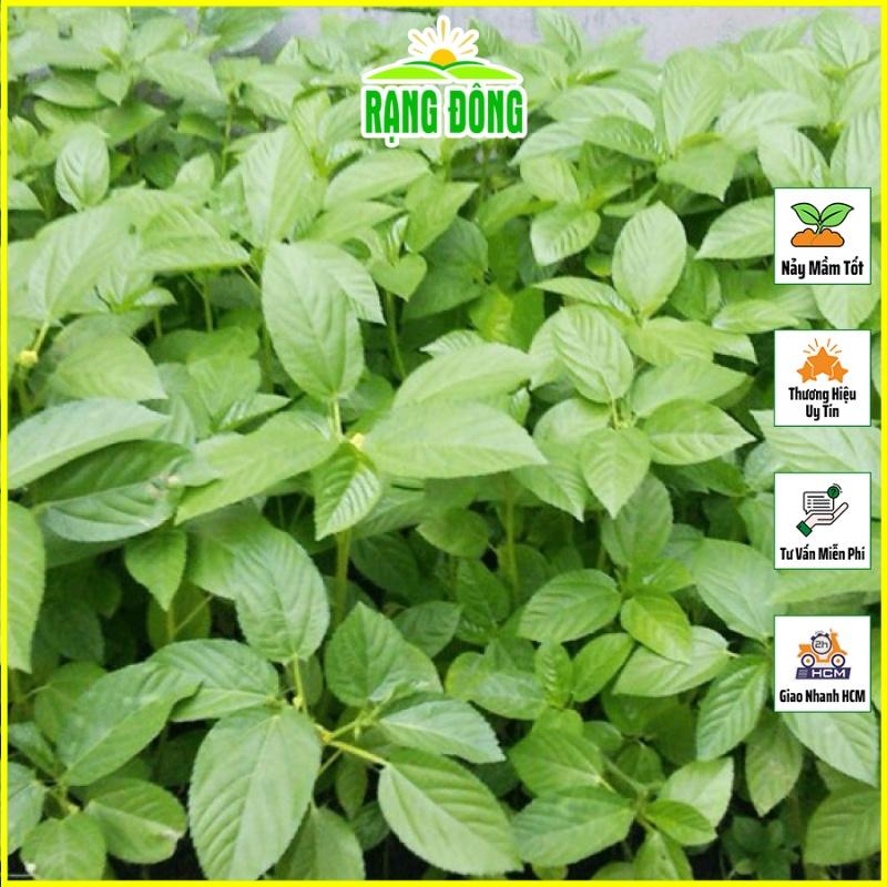 Hạt giống Rau Đay Xanh Dễ Trồng, Sinh Trưởng Khỏe (gói 10 gram) - Hạt giống Rạng Đông