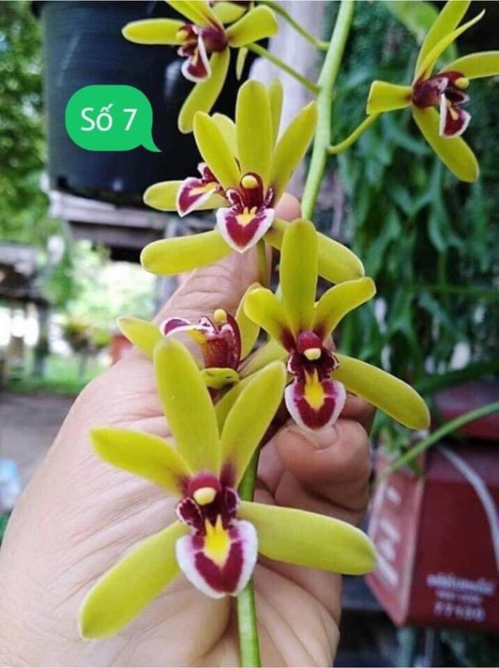 1 THÂN HOA LAN KIẾM THÁI LAN - MẶT HOA XỔ SỐ UY TÍN CHẤT LƯỢNG