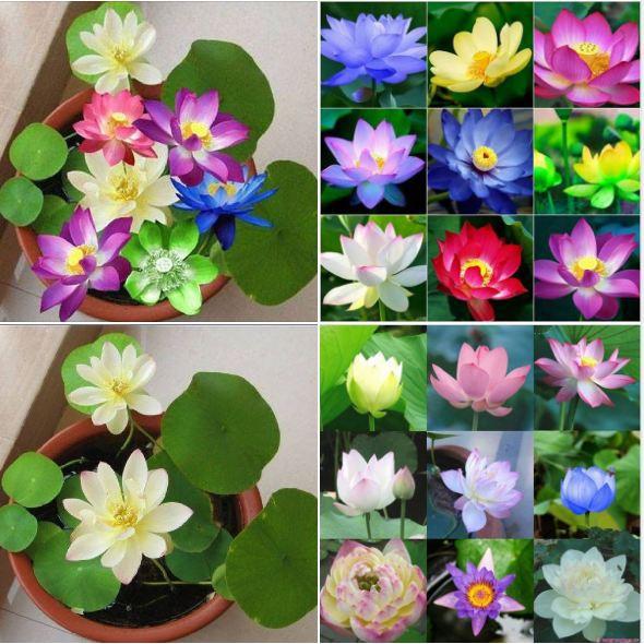 Hạt giống sen mini nhật mix màu