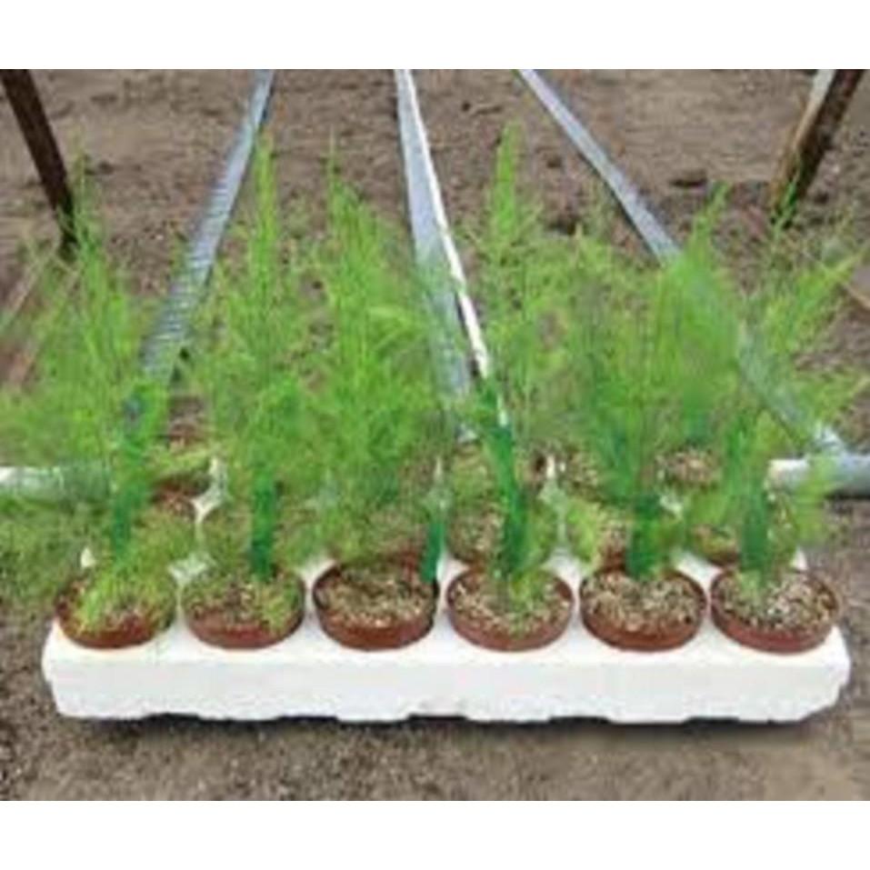 CÂY giống MĂNG TÂY- cây dễ sống - KINH TẾ và tác dụng tuyệt vời đối với sức khỏe