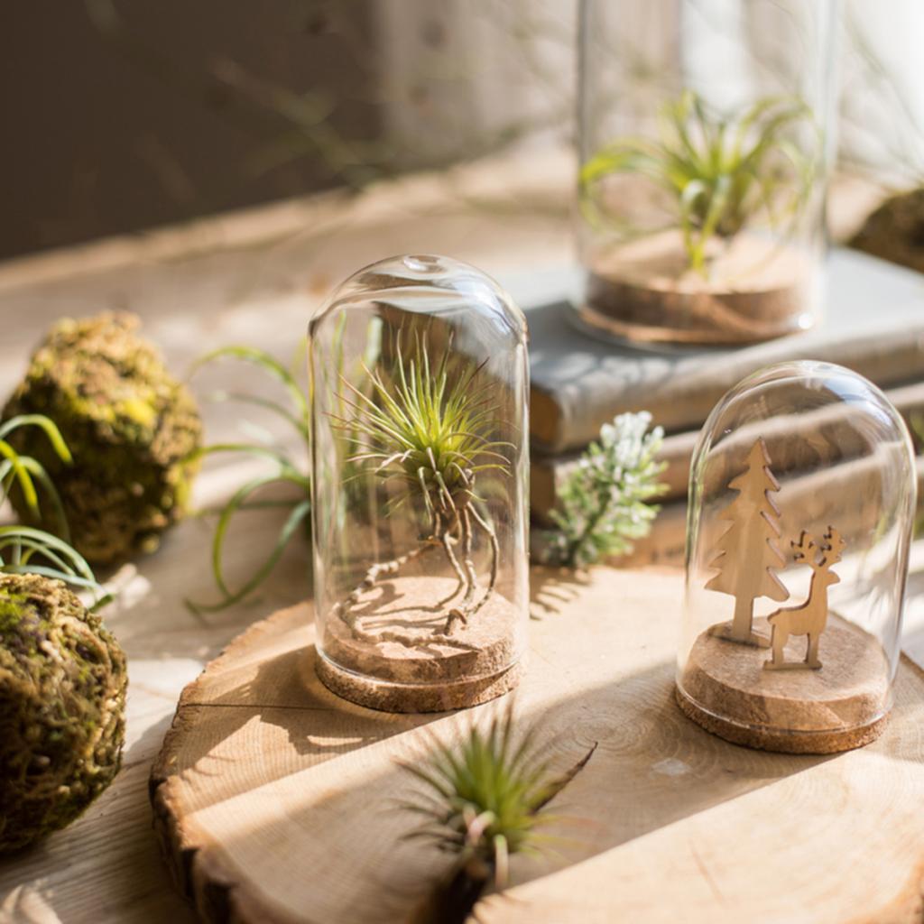 2xGlass Cover Landscape Terrarium Container Lid Vase Bottle 8x18cm
