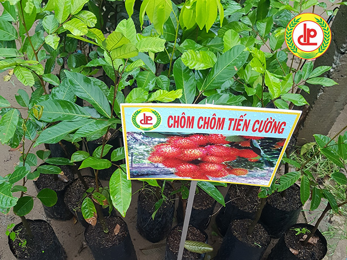 CÂY GIỐNG CHÔM CHÔM TIẾN CƯỜNG ( GIỐNG MỚI ) 