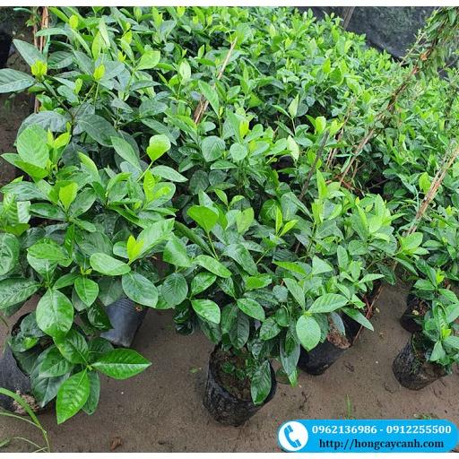 Cây hoa dành dành, chậu hoa đẹp cực thơm