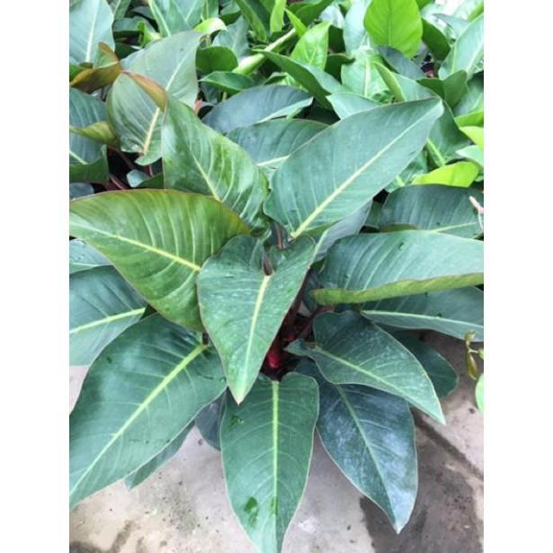 Cây trầu bà đế vương