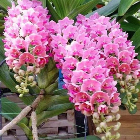 Đai châu chuẩn bị hoa đủ màu