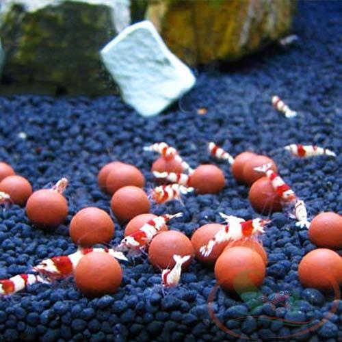 Khoáng Viên BEEBALL dành cho tép cảnh -Khoáng tép