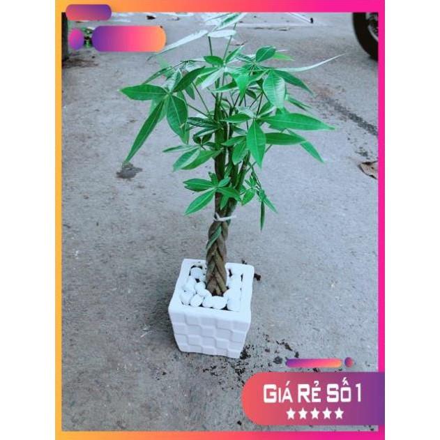 Chậu Kim Ngân Thắt Bính