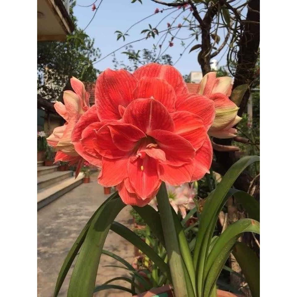 CỦ HUỆ CÁNH KÉP