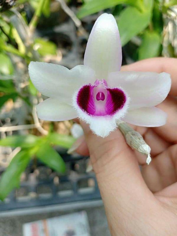 Hoa phong lan phi điệp lá mít gieo hạt cây đẹp chuẩn giống