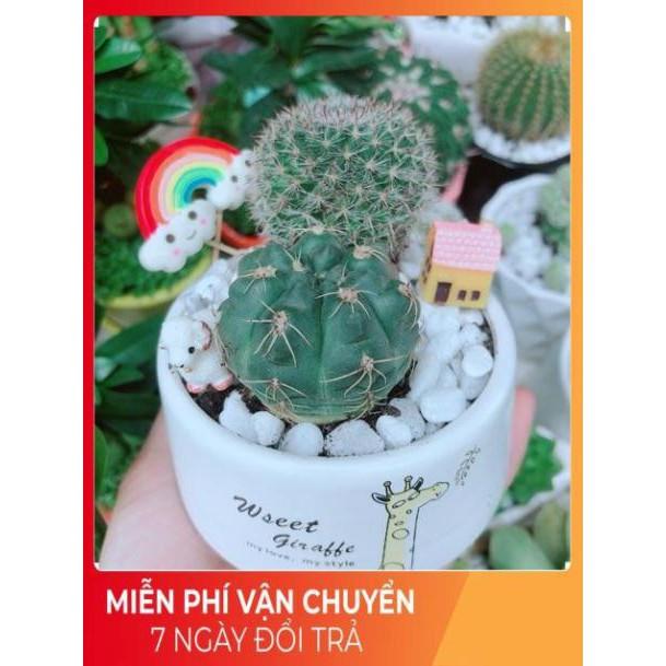 Chậu Xương Rồng Tiểu Cảnh