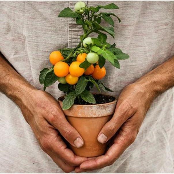 Hạt giống cà chua bi kiểng vàng Rejina F1
