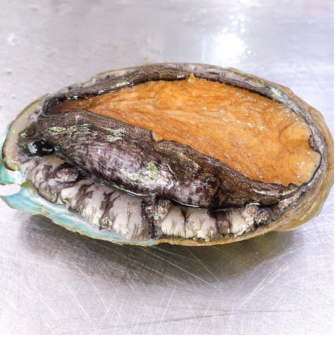 BÀO NGƯ HÀN QUỐC SỐNG BƠI HỒ