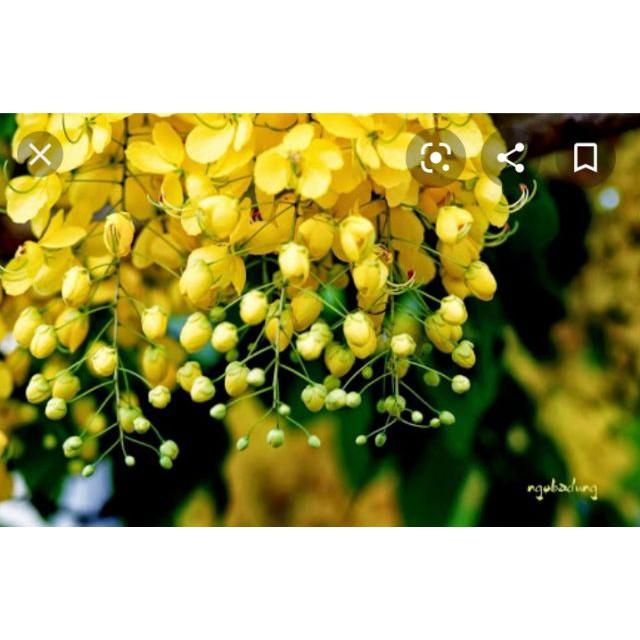 Hoa Muồng Hoàng Yến - Cây Osaka Vàng